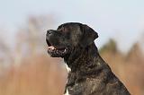 CANE CORSO 823